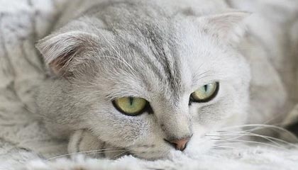 开云体育官网-华体会官网平台：开启体育新纪元的全方位体验